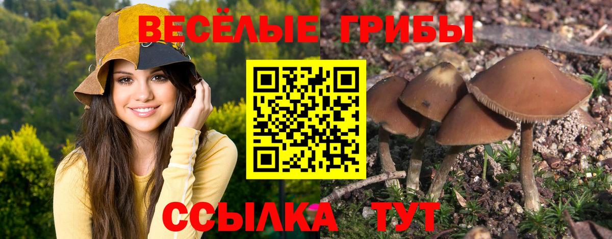 Псилоцибиновые грибы Psilocybe  Вход с VPN  Псков 